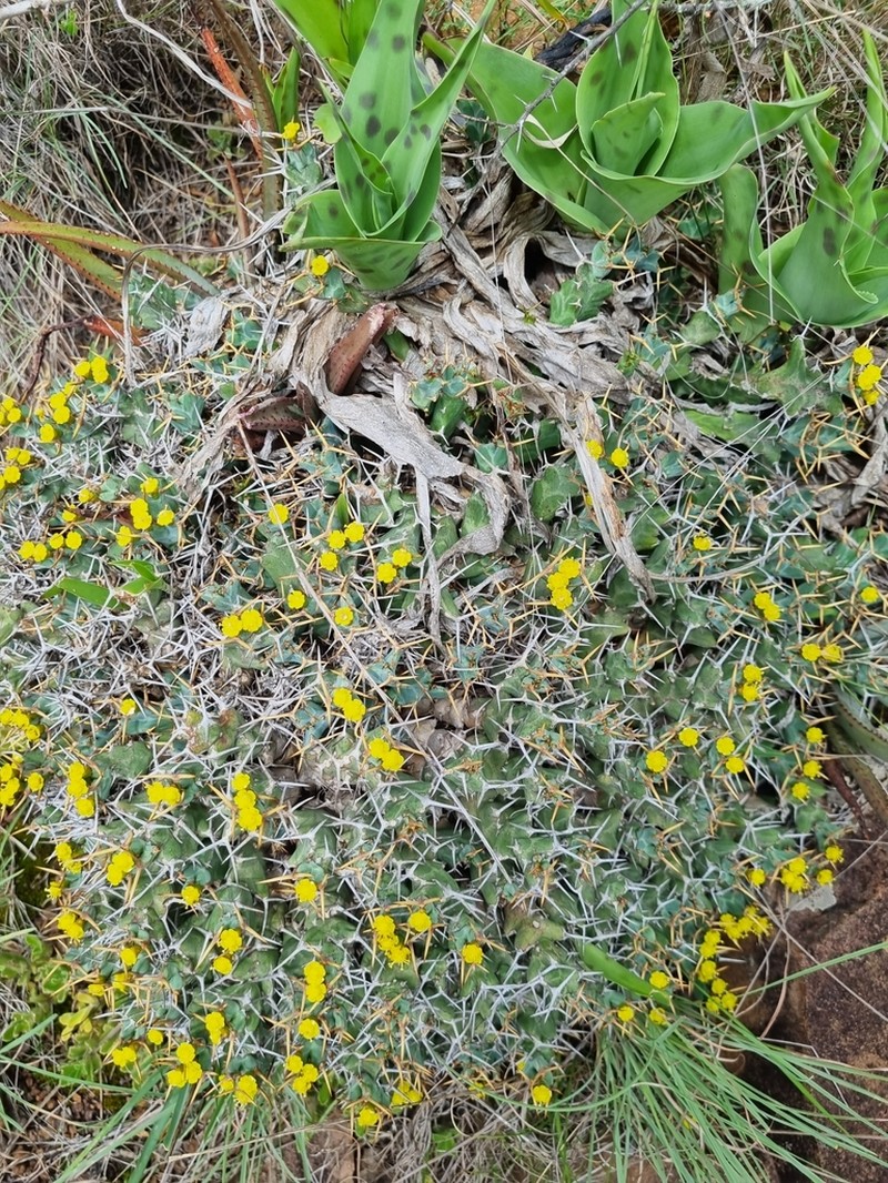 Euphorbia clavigera photo 2