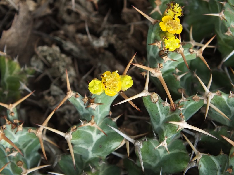 Euphorbia clavigera photo 3
