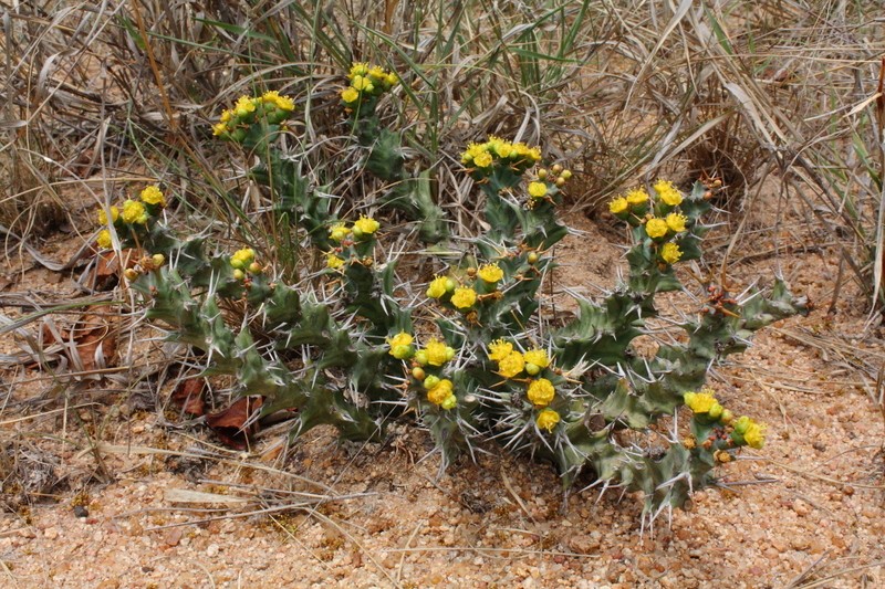 Euphorbia clavigera photo 4