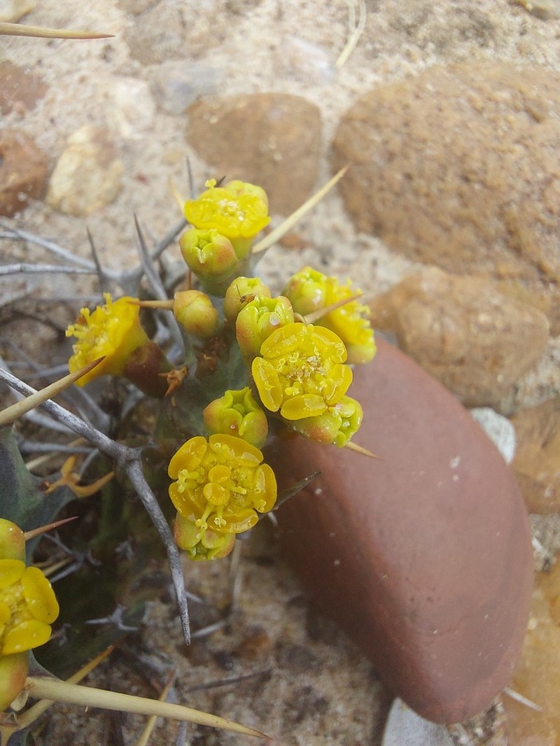 Euphorbia clavigera photo 5