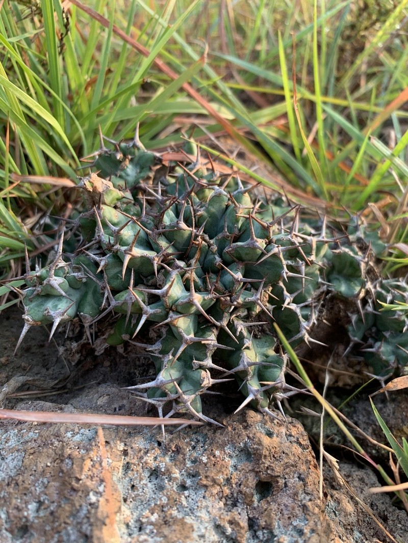 Euphorbia clavigera photo 6