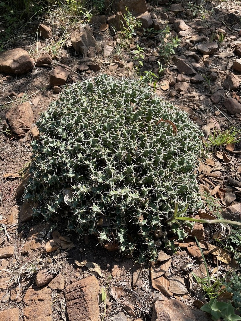 Euphorbia clavigera photo 7