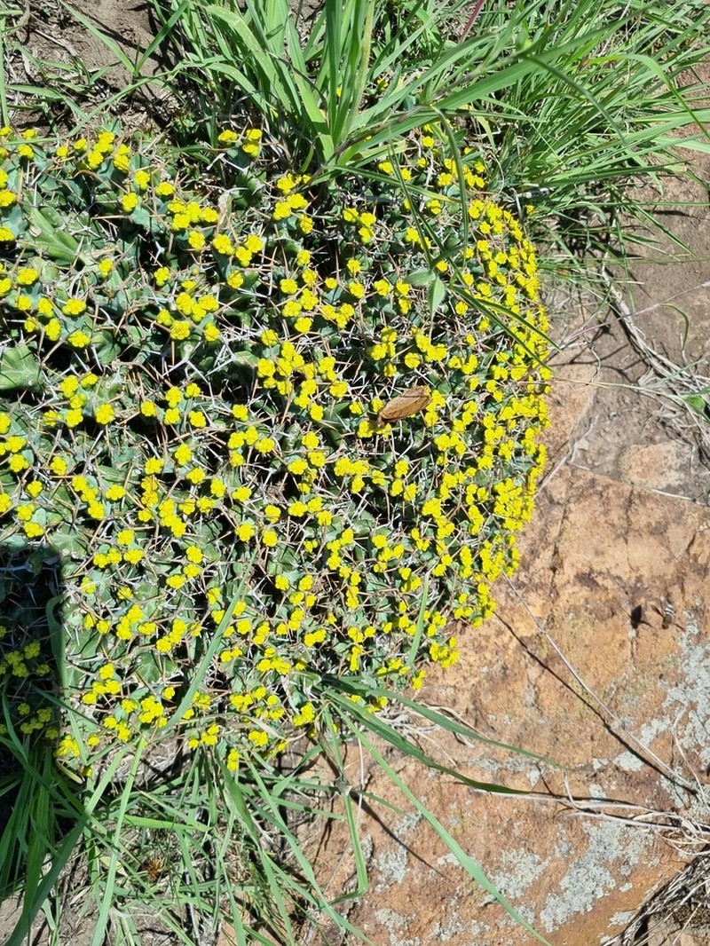 Euphorbia clavigera photo 8