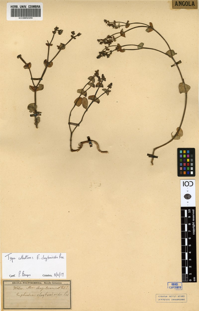 Euphorbia claytonioides