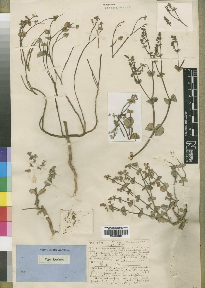 Euphorbia claytonioides photo 2