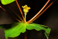 Euphorbia clementei