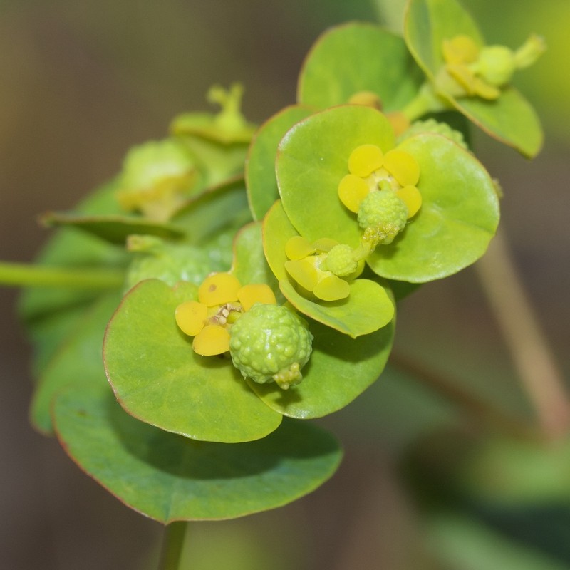 Euphorbia clementei photo 2