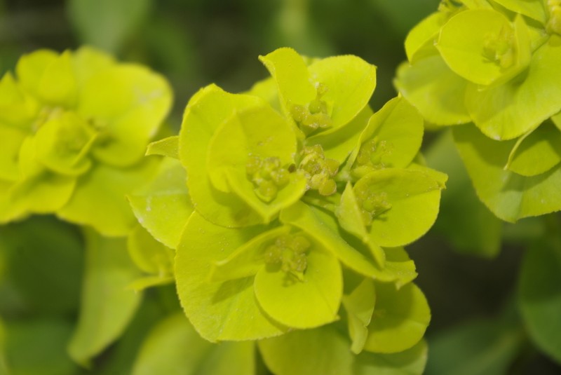 Euphorbia clementei photo 3