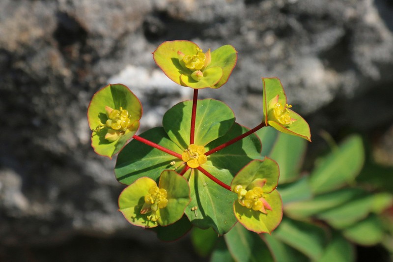 Euphorbia clementei photo 4