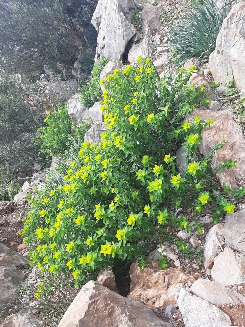 Euphorbia clementei photo 5
