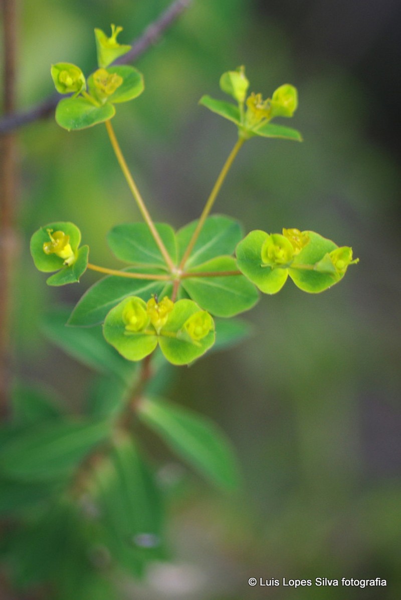 Euphorbia clementei photo 6