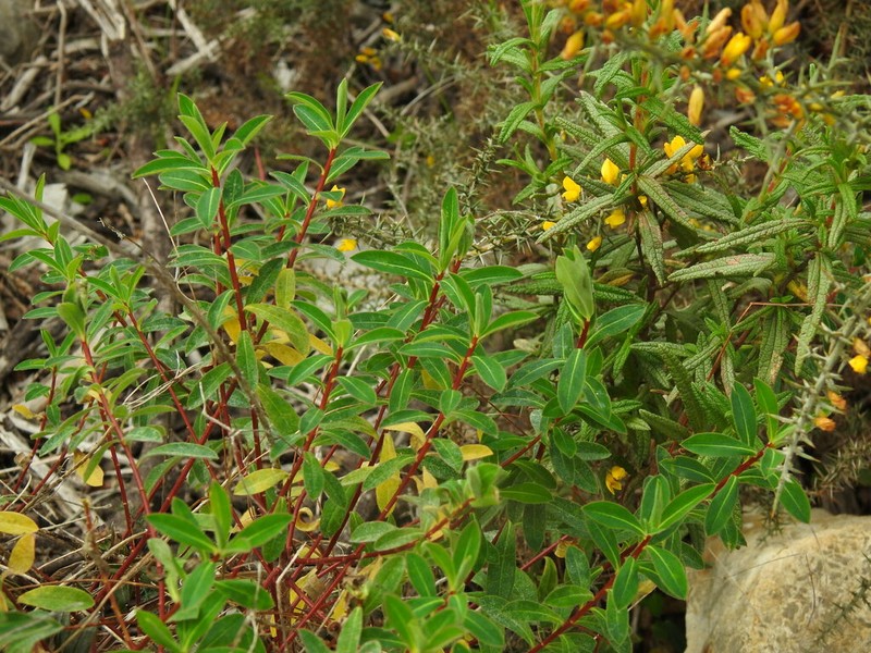 Euphorbia clementei photo 7