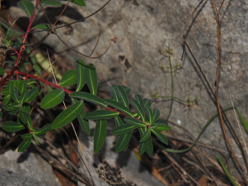 Euphorbia clementei photo 8