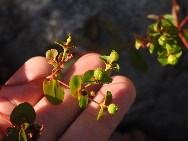 Euphorbia clementei subsp. clementei photo 2
