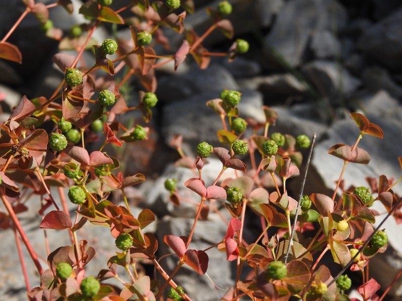 Euphorbia clementei subsp. clementei photo 3
