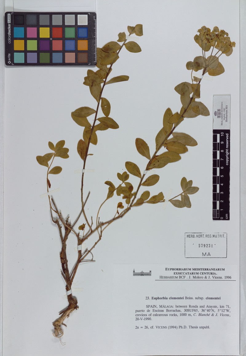 Euphorbia clementei subsp. clementei photo 4