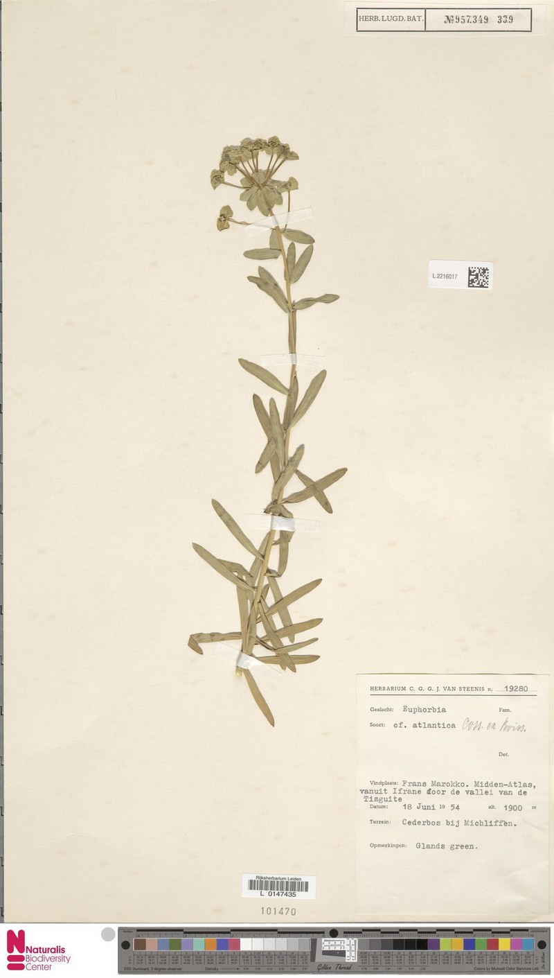 Euphorbia clementei subsp. clementei photo 5