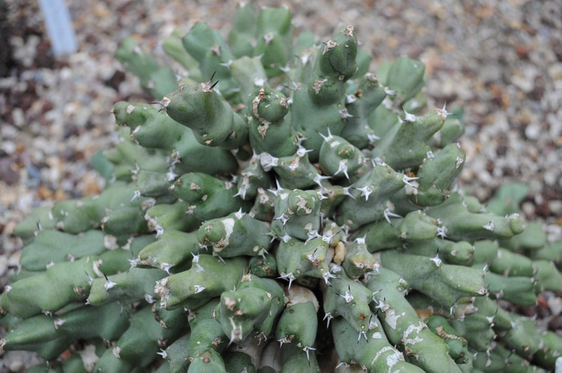 Euphorbia clivicola