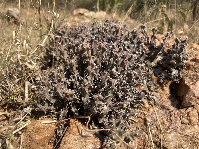 Euphorbia clivicola photo 2