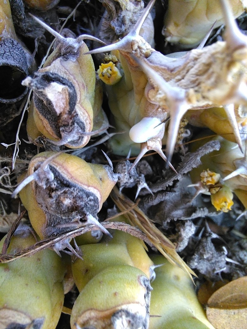 Euphorbia clivicola photo 3