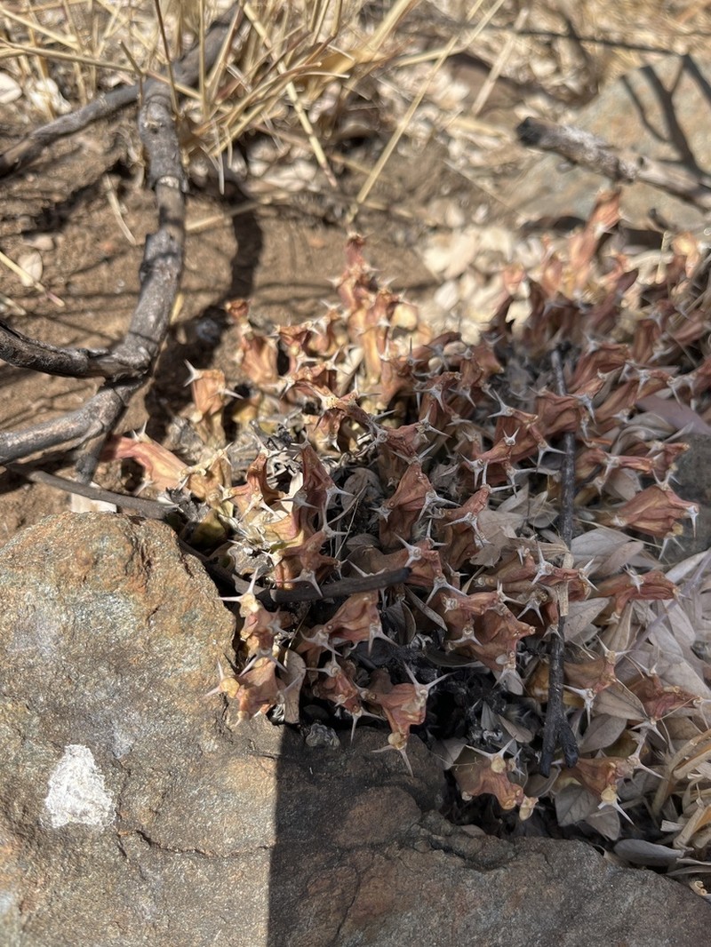 Euphorbia clivicola photo 5