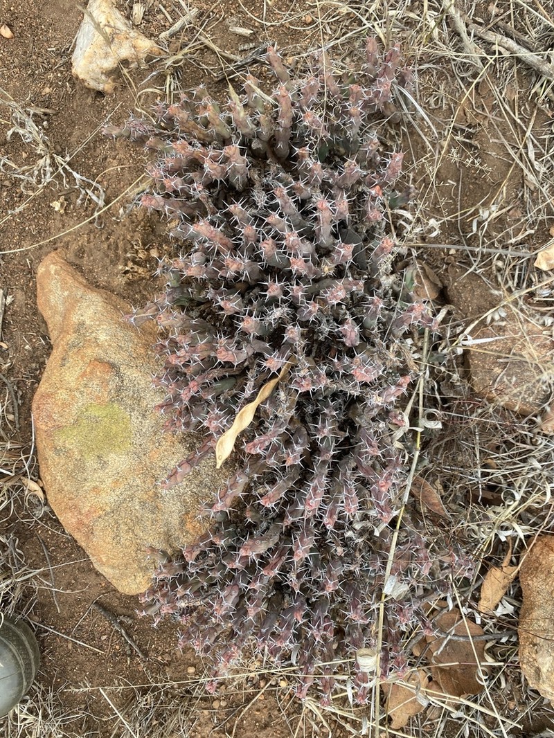 Euphorbia clivicola photo 6