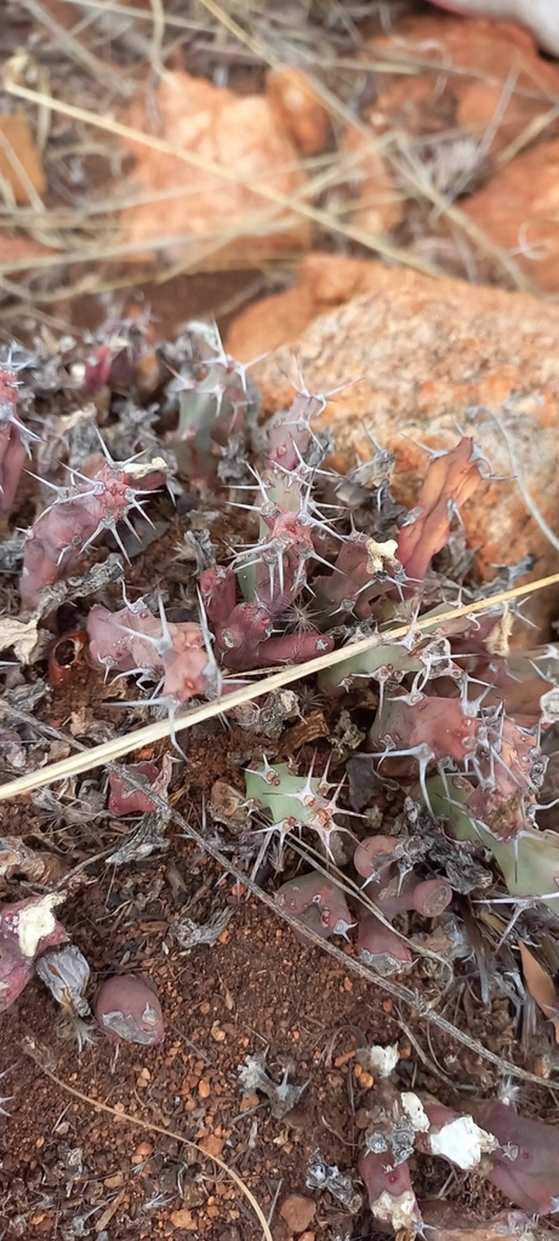 Euphorbia clivicola photo 7