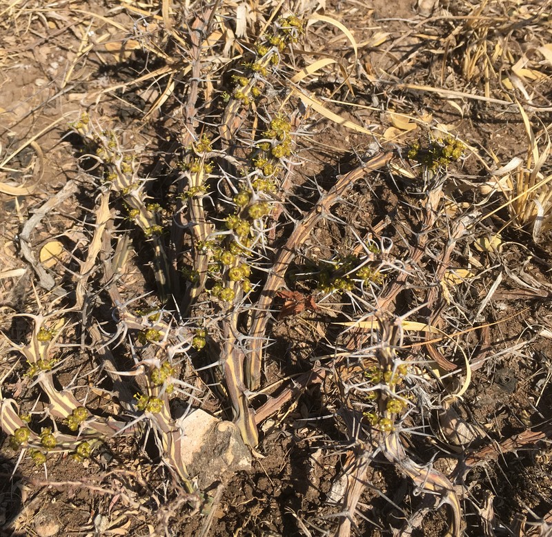Euphorbia clivicola subsp. calcritica