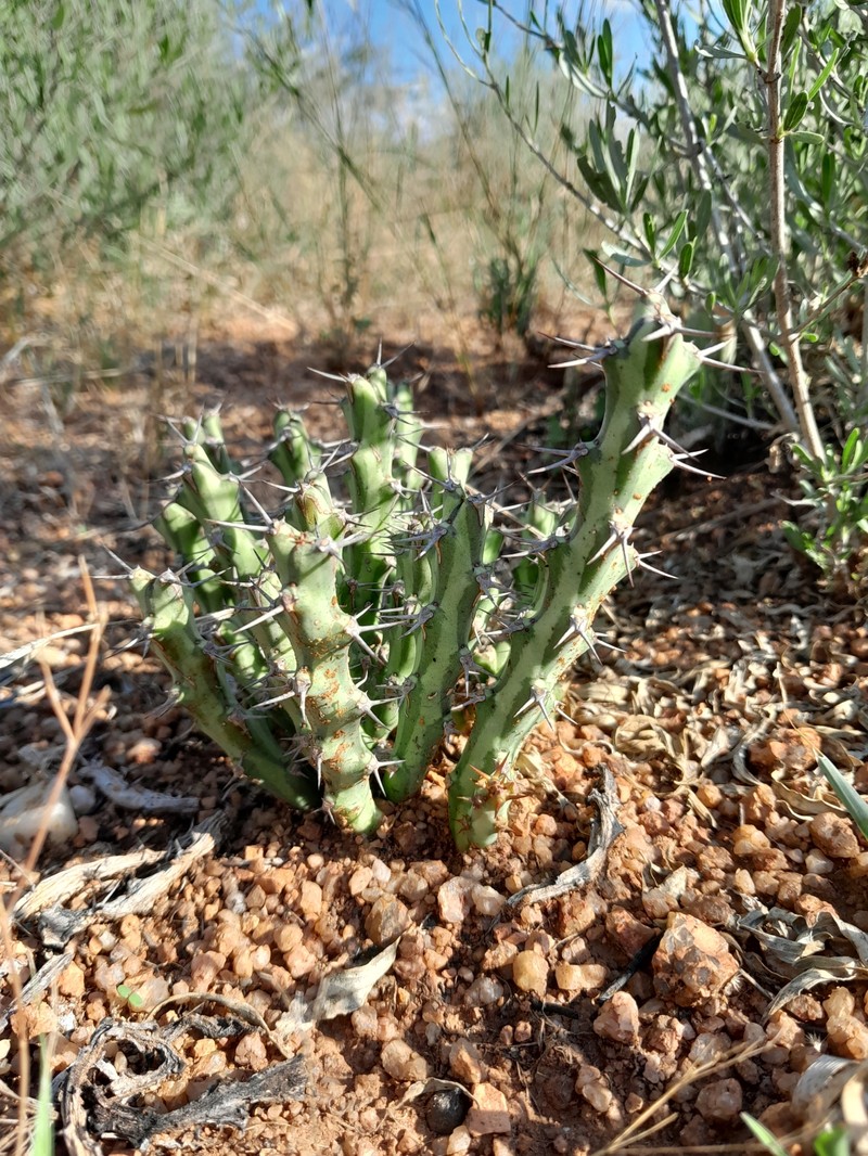 Euphorbia clivicola subsp. calcritica photo 2