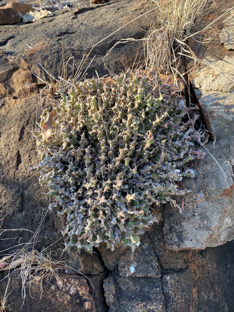 Euphorbia clivicola subsp. clivicola