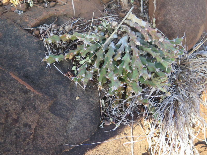 Euphorbia clivicola subsp. clivicola photo 2