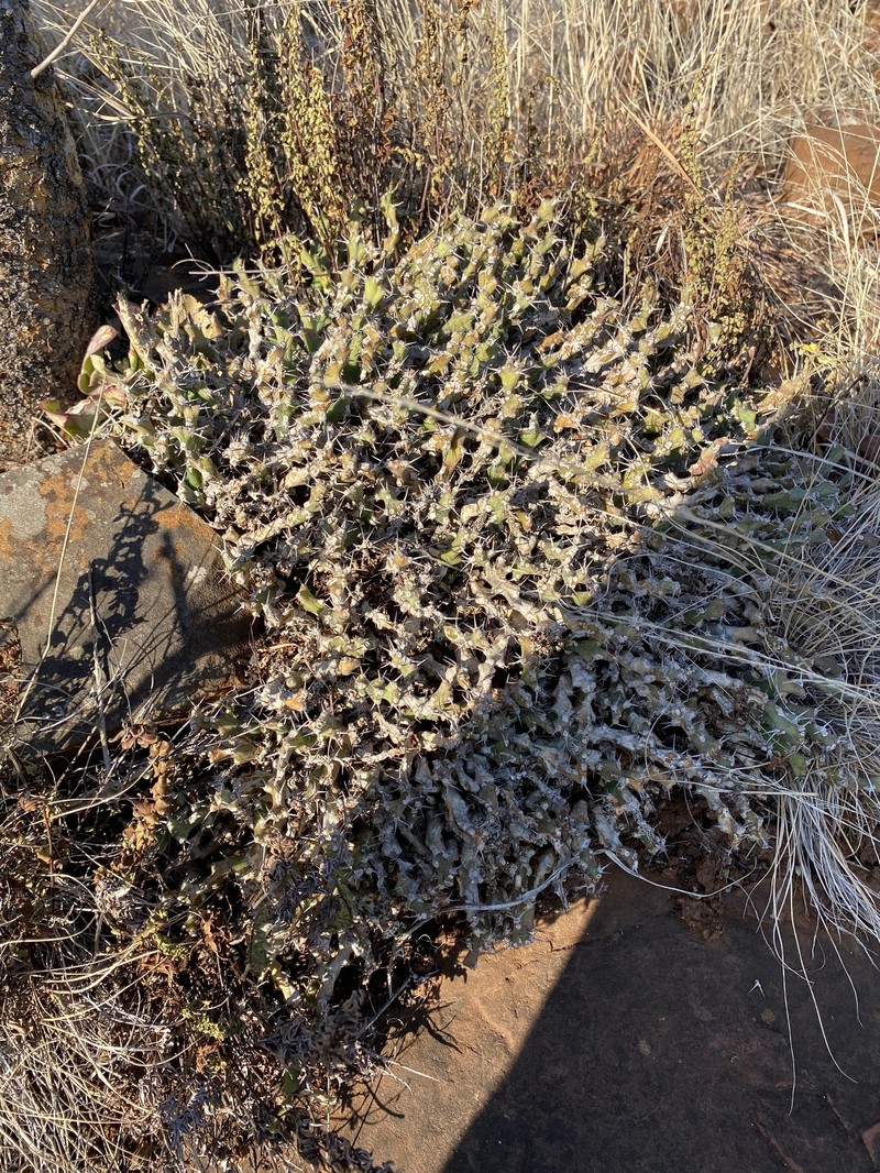Euphorbia clivicola subsp. clivicola photo 3