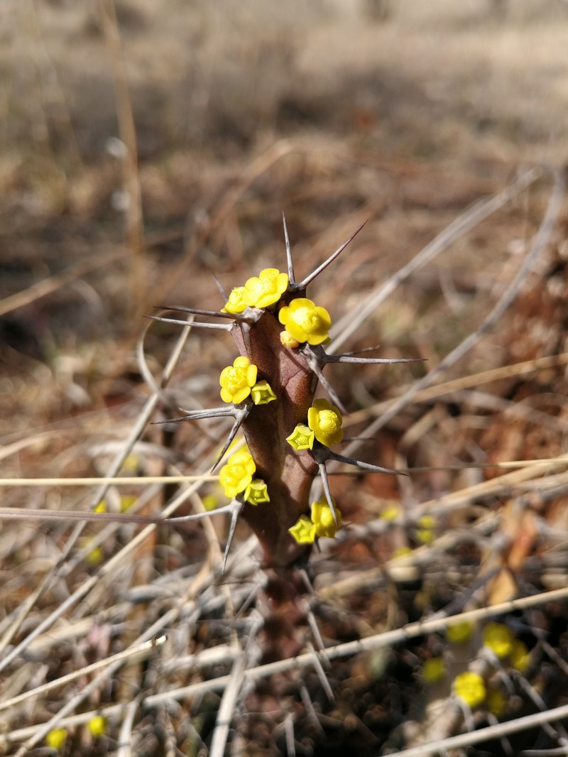 Euphorbia clivicola subsp. clivicola photo 4