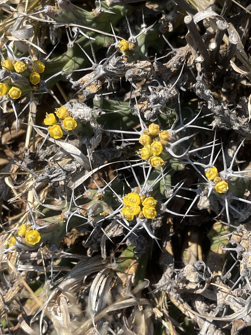 Euphorbia clivicola subsp. clivicola photo 5