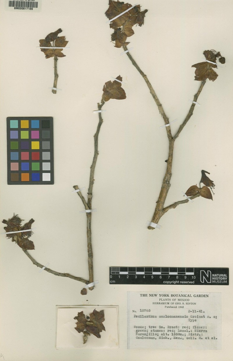 Euphorbia coalcomanensis photo 2