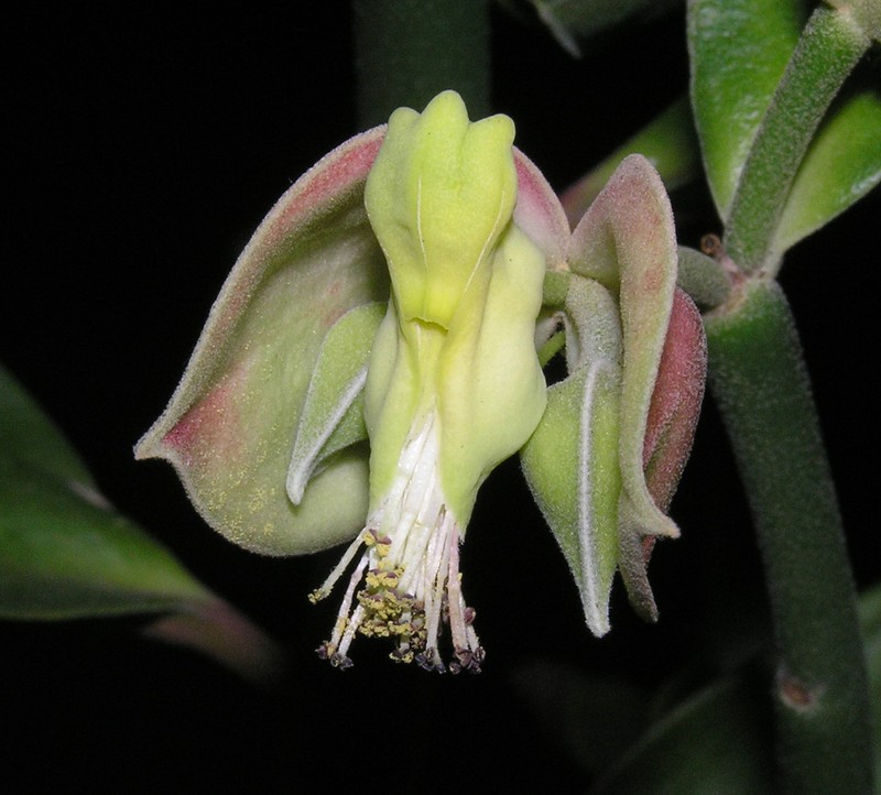 Euphorbia coalcomanensis