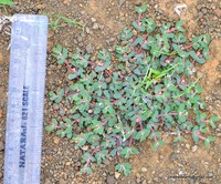 Euphorbia coccinea