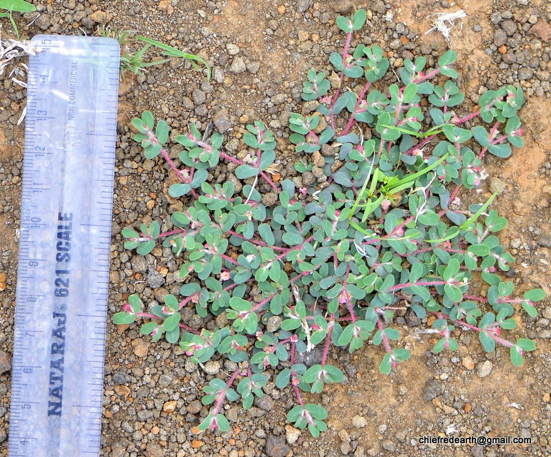 Euphorbia coccinea