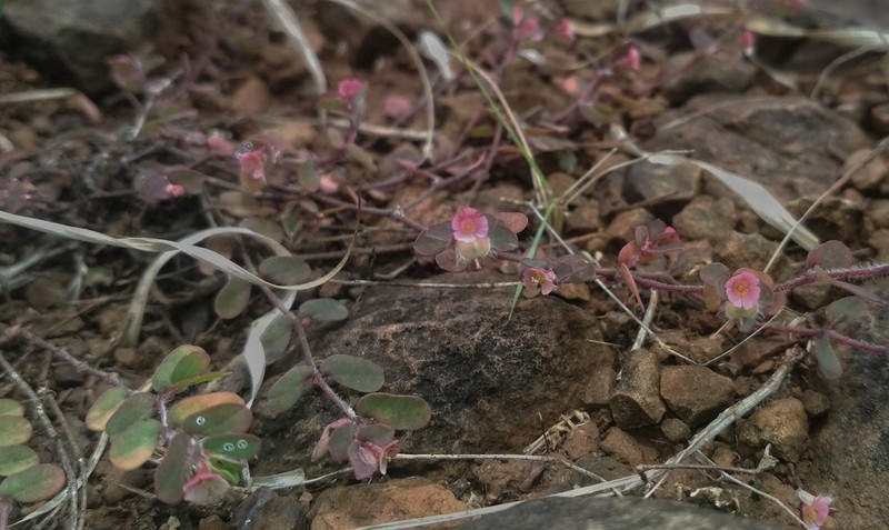 Euphorbia coccinea photo 2