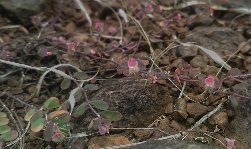 Euphorbia coccinea photo 3