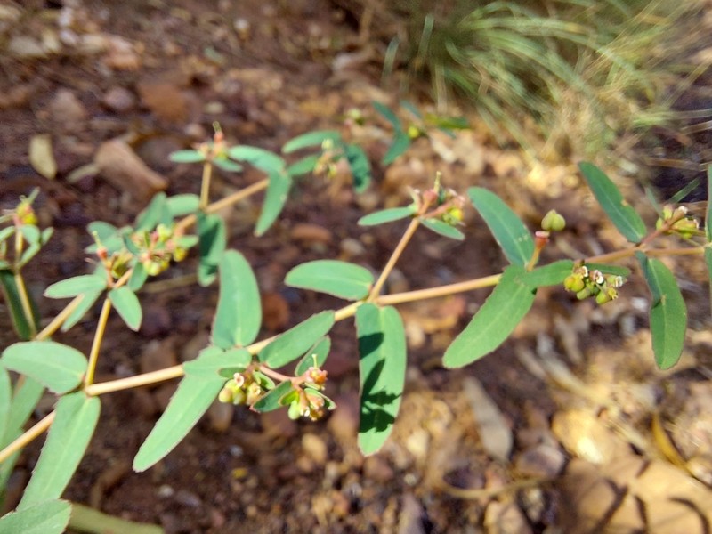 Euphorbia coghlanii