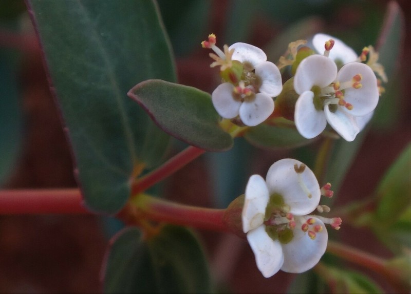 Euphorbia coghlanii photo 2