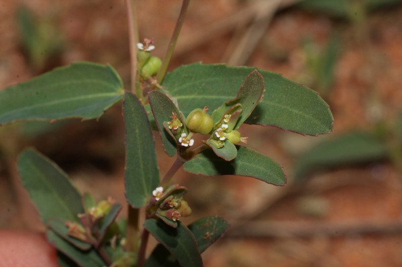 Euphorbia coghlanii photo 3
