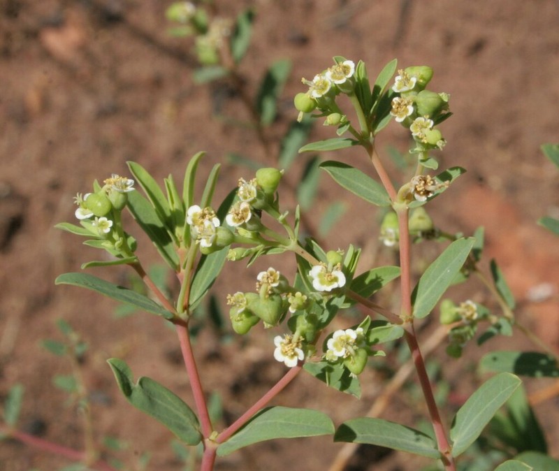 Euphorbia coghlanii photo 4