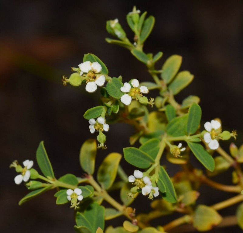 Euphorbia coghlanii photo 5
