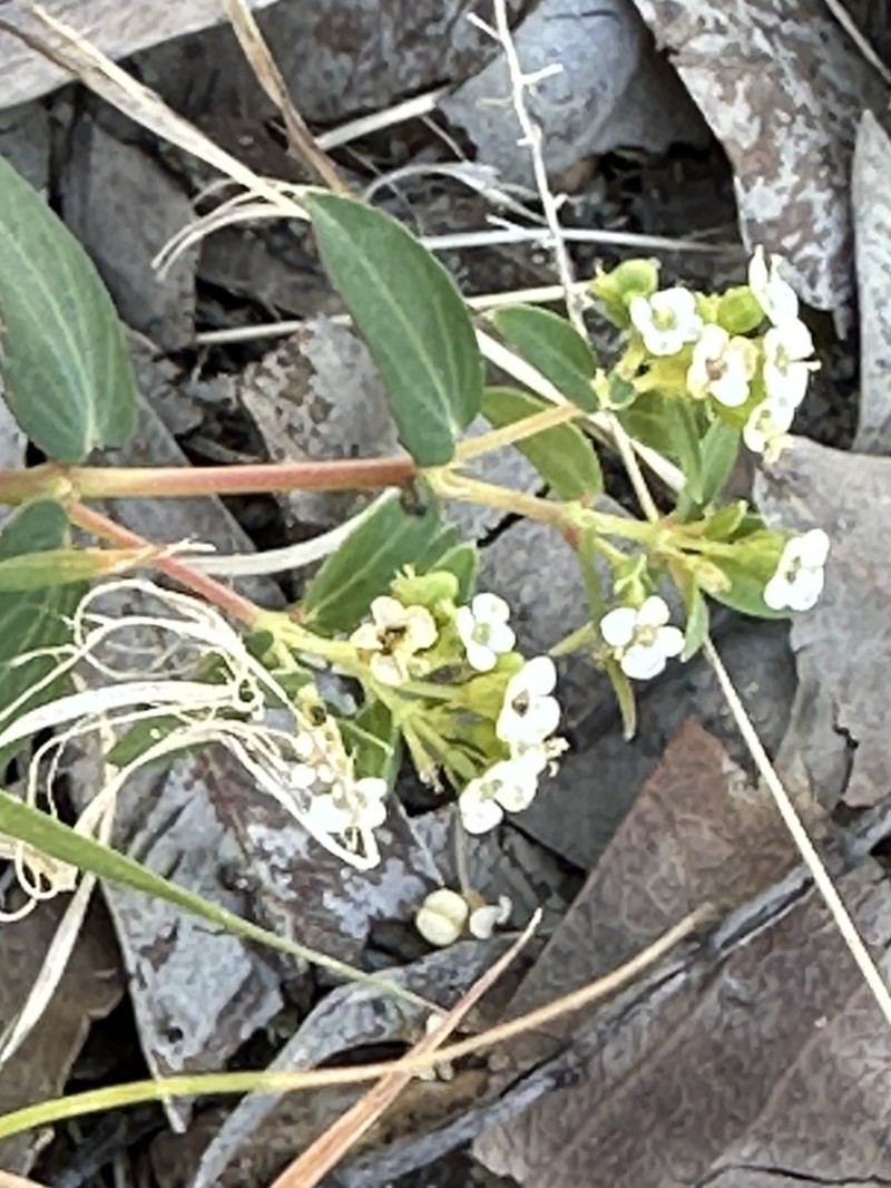 Euphorbia coghlanii photo 6