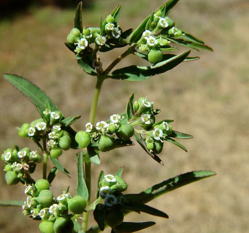 Euphorbia coghlanii photo 8
