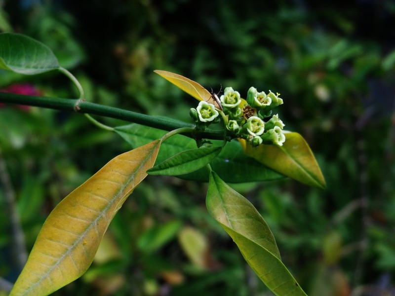 Euphorbia colletioides