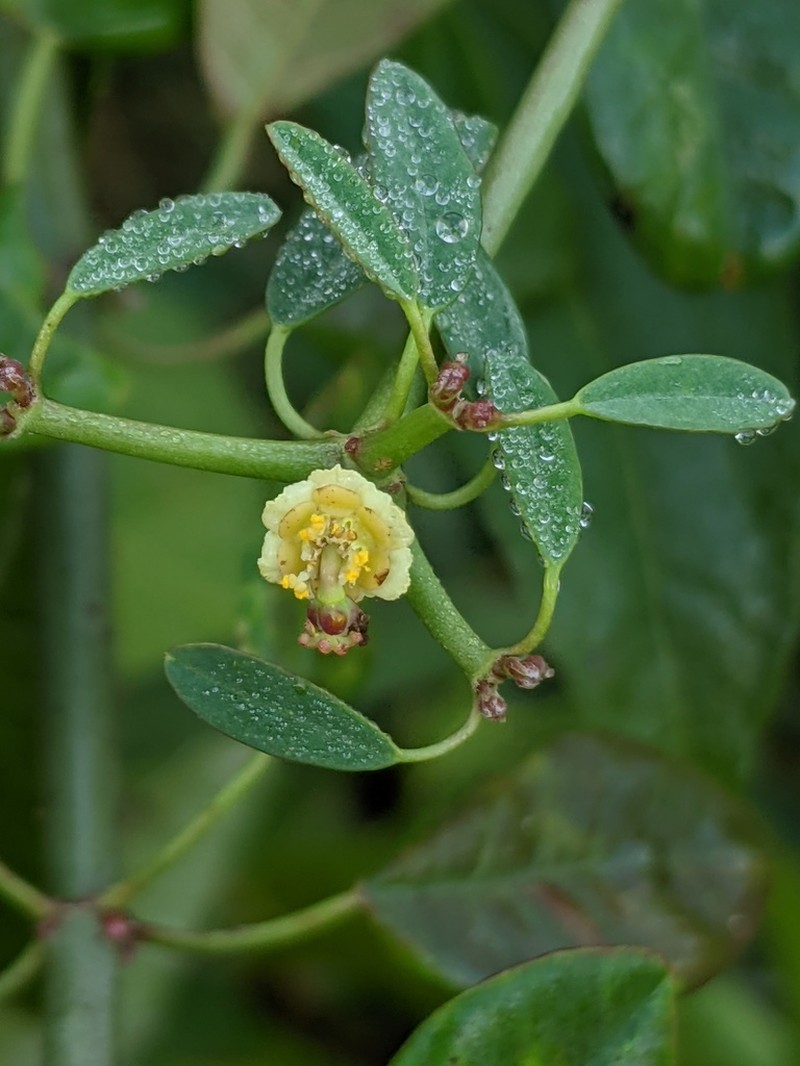 Euphorbia colletioides photo 2