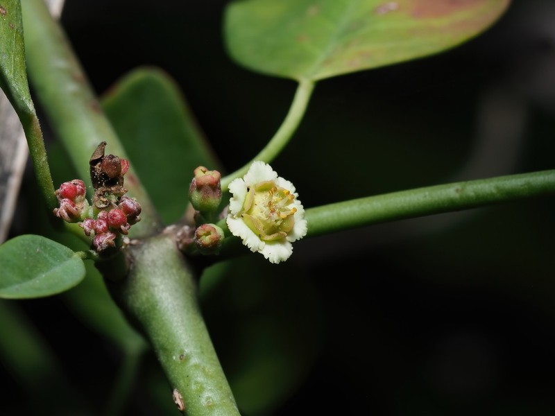 Euphorbia colletioides photo 3